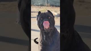 Presa Canario Female Ready to Attack  SoCalPresa Beasts [upl. by Rodavlas]