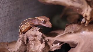 Crested Gecko Lizard that eats only fresh insects [upl. by Camus538]