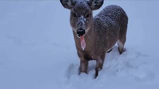 Winter time Nova Scotia Canada winter snow novascotia canada wildanimals wildlife [upl. by Ainitsirk]