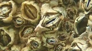 Barnacles feeding on a wall in slow motion [upl. by Elsinore]