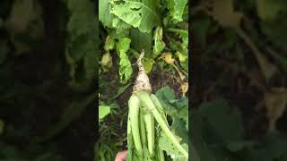 Which Brassica is Best  Renovo Seed [upl. by Kaltman490]