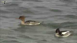 Redbreasted Merganser pair [upl. by Yevreh]