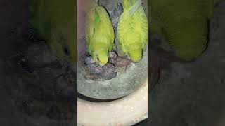 Tote Lover 😫🦜 zaidalf1819vlogs lovebirds lovebirds parrot parrot birds [upl. by Nuavahs]