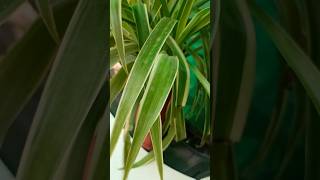 Spider plantmyplantlovinghome gardeningadvice plantgoals spiderplantbeauty [upl. by Sivram]