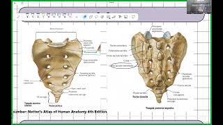 Anatomi Vertebra Musculi Regio Dorsum [upl. by Anav]