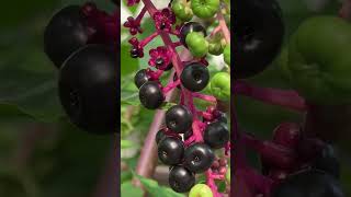 American Pokeberry just in time for migrating birds [upl. by Norrab]