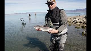 Pyramid lake flyfishing 2023 [upl. by Aimahc]