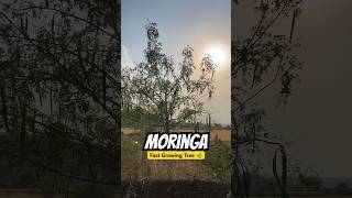 Moringa Plant Fastest Growing Tree 🌳💯 moringa moonga drumsticks sehjan [upl. by Lesak95]