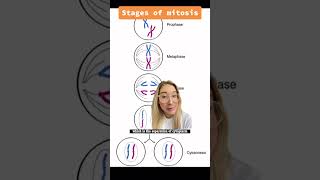 How Cell Cycle Mitosis Works shorts [upl. by Bayly]