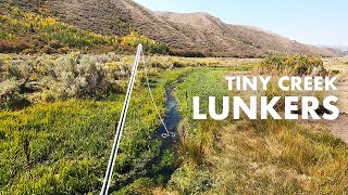 What Are These BIG TROUT Doing in Such a Tiny Creek Tenkara Fly Fishing [upl. by Ylagam]