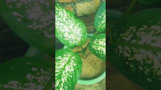 Dumb cane plant dieffenbachia plant care indoorplant plant caring tips gardeningtips [upl. by Walcott298]