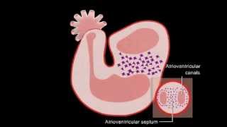 Embriologia  Desenvolvimento do Coração [upl. by Aynotal]
