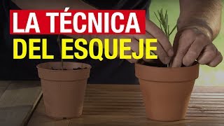 La técnica del esqueje  COMPO Jardinería [upl. by Yelsnia]