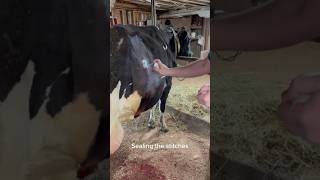 PostCesarean Wound Care Nurturing New Mothers on the Farm veterinary cows farm [upl. by Chessy]