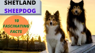 The Shetland Sheepdog  Watch before Getting One 10 Fascinating Facts [upl. by Furlong]