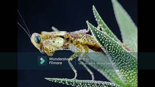 Panther Mantis Tarachodula pantherina [upl. by Artenehs462]