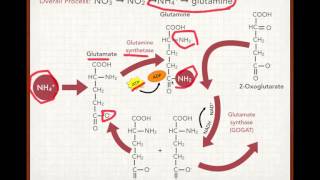 Plant Nitrogen Uptake and Assimilation [upl. by Elvia715]