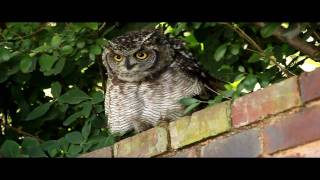 Spotted Eagleowl Hisses and Makes Clicking Sounds [upl. by Muiram]