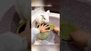 Funny bunnybunny pets foryou cute fyp [upl. by Elyagiba]