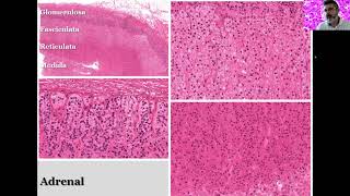 Sistema endócrino adrenalilhotas pancreáticas [upl. by Kurth]