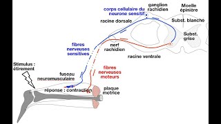 Le réflexe myotatique et linnervation réciproque des muscles antagonistes  le réflexe achiléen [upl. by Armyn323]