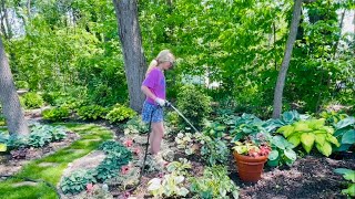 Adding a Garden Path Splitting amp Moving Brunnera for my Rainbow Bed🌈Adding a Concrete Bunny🐰Planter [upl. by Ynaffi977]