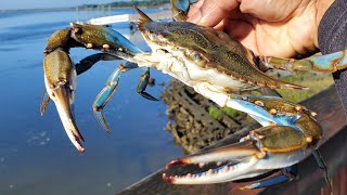 Another Beautiful Day Crabbing Catching Blue Crabs From Fishing Pier [upl. by Anaerb]