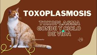 TOXOPLASMOSIS  Toxoplasma Gondii y Ciclo de Vida [upl. by Fidelity554]