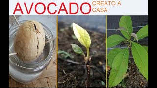 FACILE PIANTARE AVOCADO IN 2 MODI DIVERSI come creare una pianta davocado PLANT AVOCADO [upl. by Kirst999]