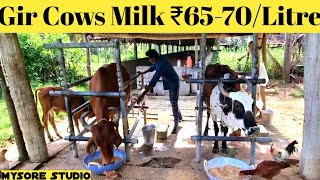 Gir Breed Dairy Farm  Gir Cows Milk ₹6570Litre [upl. by Aicats]