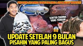 UPDATE CHANNA JACKPOT SETELAH 9 BULAN PISAHIN YANG PALING BAGUS SORTIR CHANNA BUAT KONTES [upl. by Tosch]