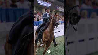 Adri Witmer  Worlds Championship Horse Show [upl. by Aissac]