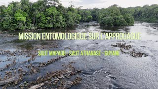 Mission entomologique sur lApprouague  GUYANE [upl. by Ilam990]