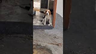 Beagle barking dog bestofroja doglover dogbreeds roja petvlog virlshorts trending beagledog [upl. by Hillyer]