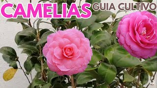 camelias cuidados y cultivo CHUYITO JARDINERO [upl. by Allecnirp]