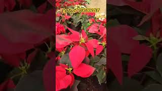 poinsettiamukherjeehorticulturalfirm [upl. by Zamora]