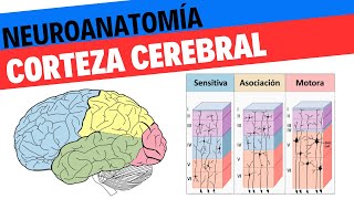 Neuroanatomía y fisiología de la corteza cerebral Neurociencias 17 [upl. by Alikat]