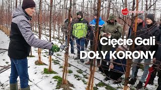 Cięcie Gali  DOŁY KORON DRZEW  Robert Binkiewicz Agrosimex [upl. by Nadirehs]