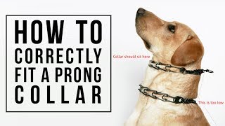 How to Correctly Fit a Prong Collar [upl. by Mcdougall642]