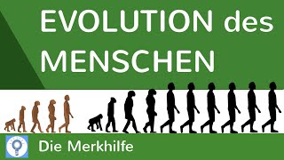 Evolution des Menschen  einfach erklärt  Wasseraffen amp Savannentheorie  Evolution 25 [upl. by Doraj318]