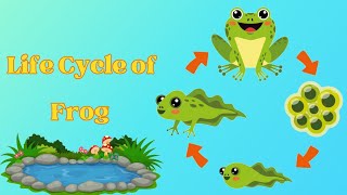 Life Cycle of Frog  Egg to tadpole to frog Science Kids Educational video [upl. by Tarr393]