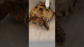 Trunky the Horsefield Tortoise family cares for me veronikakoleva2372 shorts family pets care [upl. by Mada]