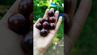 JABOTICABA മര മുന്തിരി [upl. by Hendrix]