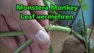 Monstera Monkey Leaf vermehren  So klappt es garantiert mit dem Ableger [upl. by Dewar]