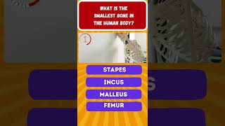 What is the smallest bone in the human body [upl. by Gniliem]