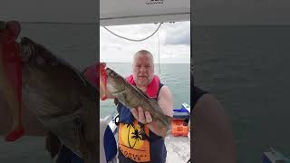 Cod fishing North sea fishing fishingboat boat shortvideo shorts [upl. by Ursulina511]