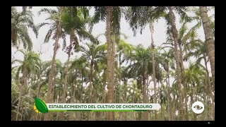 Establecimiento del cultivo de chontaduro consejos para lograrlo correctamente  La Finca de Hoy [upl. by Malinin295]