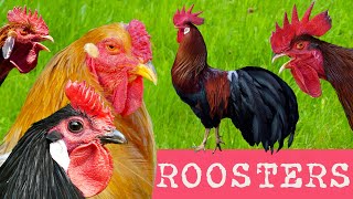 DIVERSITY OF CHICKENS 65 different breeds of chickens  Comparison with crowing roosters examples [upl. by Other]