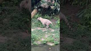 White Tiger  Siberian Tiger  Tigers  Biggest Cat  Big Cats  Royal Bengal Tiger [upl. by Ydnerb68]