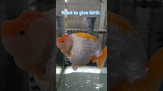 Ranchu Goldfish Mother Wants To Give Birth [upl. by Noyr]